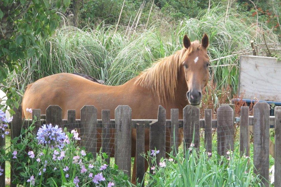 Little Paradise&Petting Farm Greymouth Esterno foto